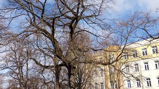 U zbiegu ulic Browarnej i Robotniczej powstanie park kieszonkowy
