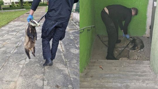 Zamiast malucha – borsuk. Nietypowa akcja w Elblągu