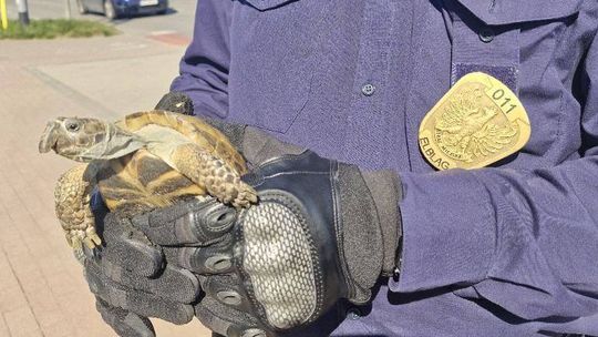 Żółw uciekł z balkonu i ruszył na samotną wędrówkę