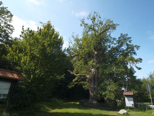 40 lat troski o naturę, historię i piękno regionu! [WIDEO]