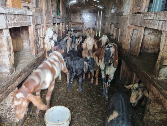 80 zagłodzonych kóz w okolicach Elbląga [WIDEO]