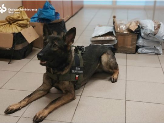 Aira na tropie paczek z tytoniem