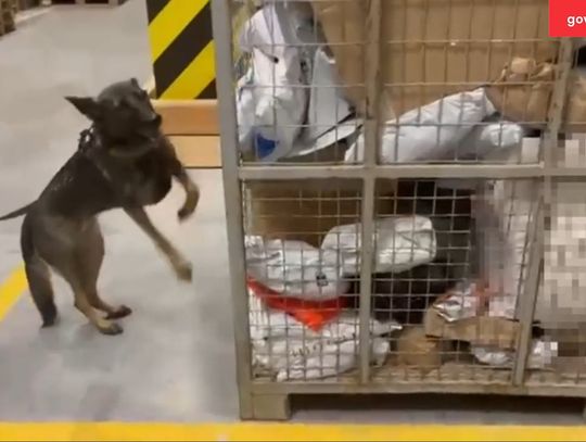 Aira z KAS wywęszyła amfetaminę i mefedron w paczkach kurierskich