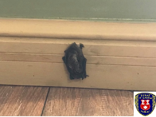 BatMan w lokalu na Starym Mieście