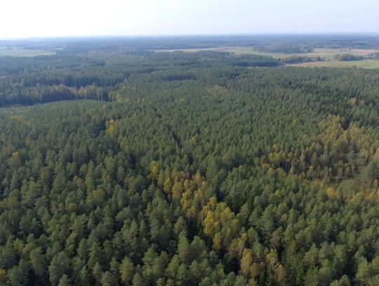 Będą nowe lasy. Kupujemy tereny pod zalesianie