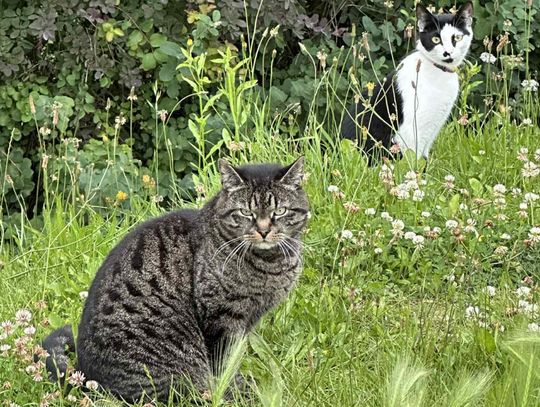 Bezpłatne sterylizacja i kastracja kotów wolno żyjących
