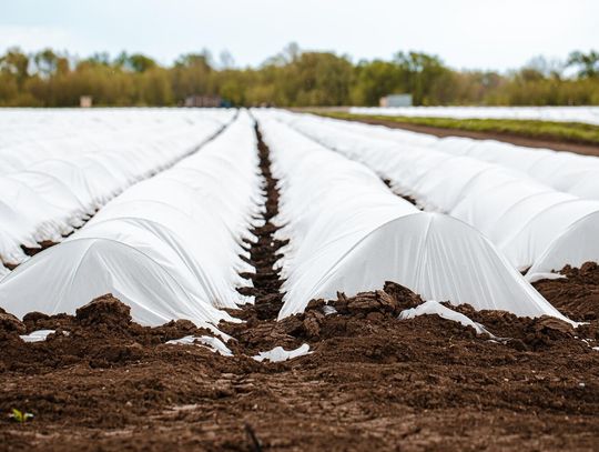 Biała czy czarna agrowłóknina? Praktyczny wybór do ogrodu i upraw Biała czy czarna agrowłóknina? Praktyczny wybór do ogrodu i upraw
