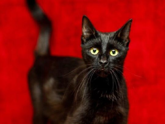 Bielenda wirtualnym kociakiem Truso.tv i Express Elbląg