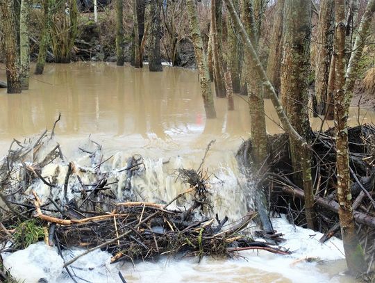 Bobry remontują w Młynarach. [Zobacz film]