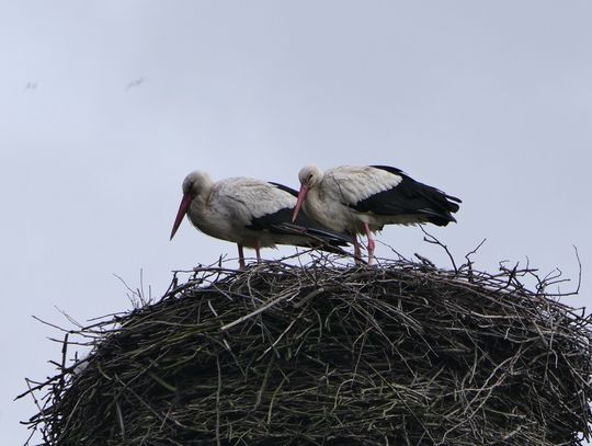 Bociany przyleciały do Elbląga, gniazdują już w Rubnie