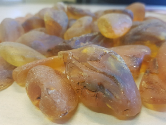 Bursztynowe bryłki ujawnione w Gronowie Bursztynowe bryłki ujawnione w Gronowie