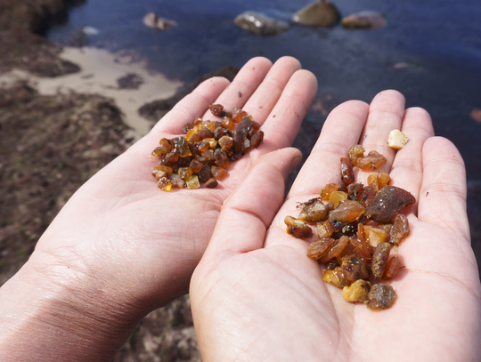 Bursztyny zamiast pogody. Plażowiczów zastąpili poszukiwacze [FILM]