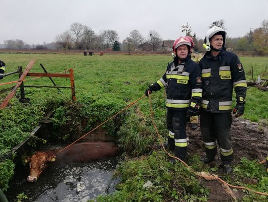 Byk wpadł do szamba, interweniowali strażacy