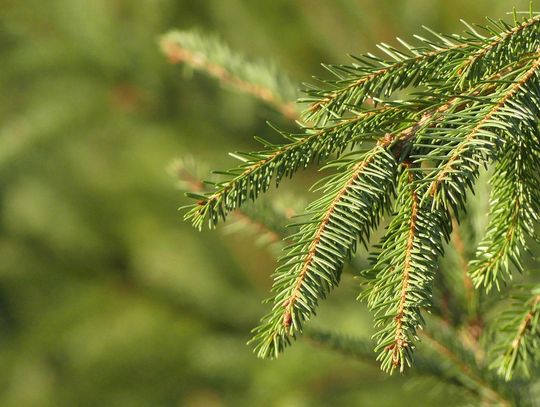 Choinka z niespodzianką. Jeśli ją masz na choince, zawiadom PAN Choinka z niespodzianką. Jeśli ją masz na choince, zawiadom PAN