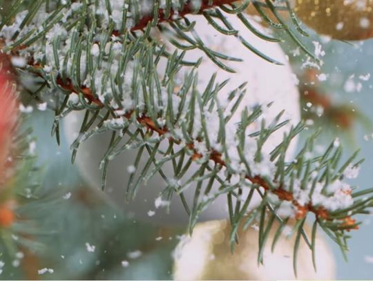 Choinka za krew. Prezent dla Honorowych Dawców Krwi w Elblągu