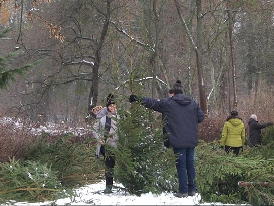Choinki prosto z lasu do kupienia w Elblągu [CENNIK]