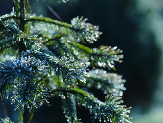 Choinki prosto z lasu. Ile zapłacimy? [CENNIK]