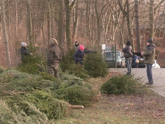 Choinki prosto z lasu. Znamy cennik!