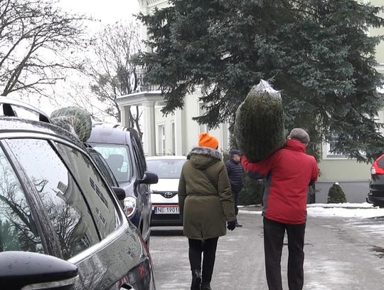 Choinki prosto z lasu. W Elblągu ruszyła sprzedaż [WIDEO]