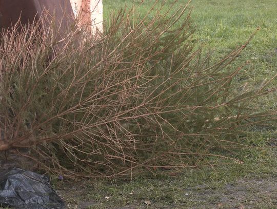 Co zrobić z choinką po świętach?