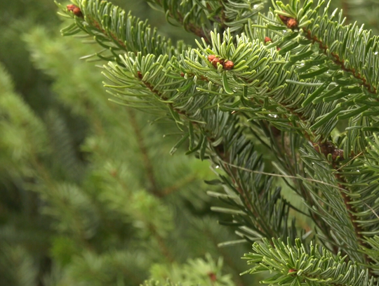 Co zrobić z choinką po świętach?
