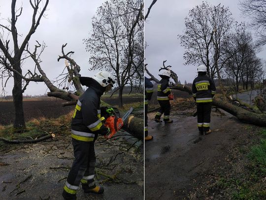 Cofka i powalone drzewa