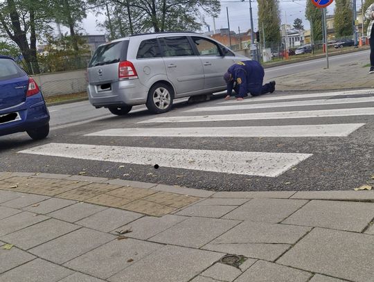 Czy to Twój pies? Trafił do schroniska po wypadku – szukamy właściciela! Czy to Twój pies? Trafił do schroniska po wypadku – szukamy właściciela!