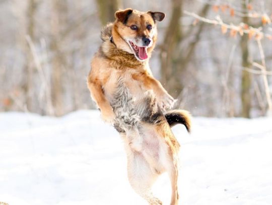 Dla Ciebie to tylko zima. Dla nich – walka o przetrwanie