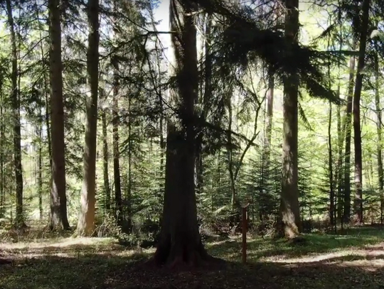 "Drzewo Roku 2021" w Młynarach? Ruszyło głosowanie!