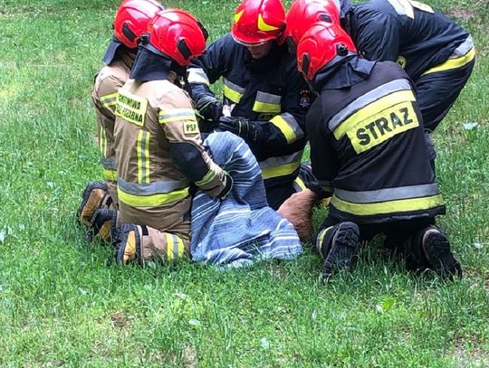 Dzięki interwencji strażaków i strażników sarna wróciła do Bażantarni