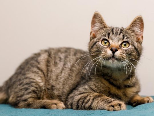 Dzień Kota w elbląskim schronisku