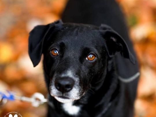 Dzień Psa – w tym roku pamiętajmy o tych, które czekają na dom Dzień Psa – w tym roku pamiętajmy o tych, które czekają na dom