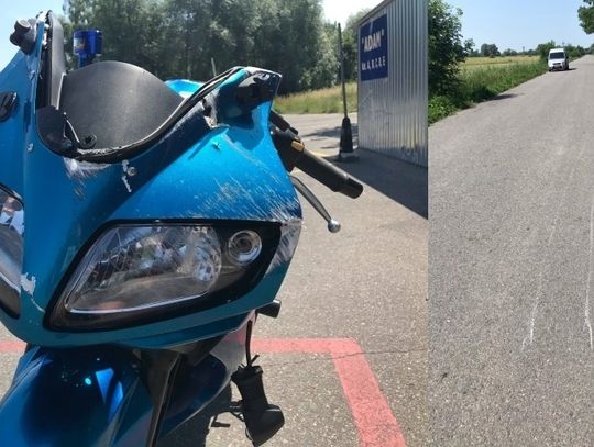 Dzik nie przeżył, elblążanka leczy uraz nogi