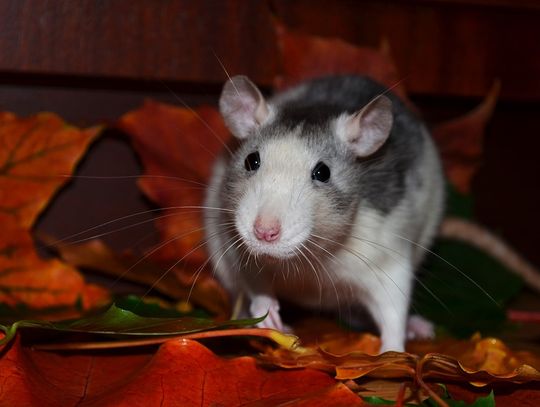 Elbląg: od 1 kwietnia będą walczyć ze szczurami