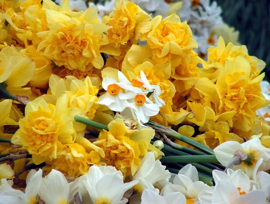 Elbląg zakwitnie na żółto!