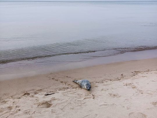 Foka w Sztutowie. Co zrobić, gdy ją spotkamy?