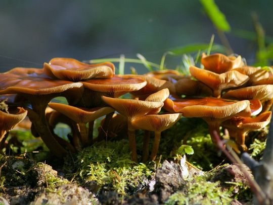 Grzybobranie z leśnikami z Elbląga