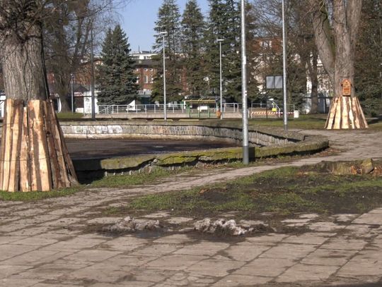 Ile drzew jest wycinanych w Elblągu? Powstała mapa [WIDEO]