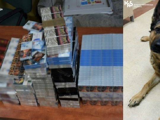 Interwencja służb na elbląskim targowisku. W akcji brał udział pies