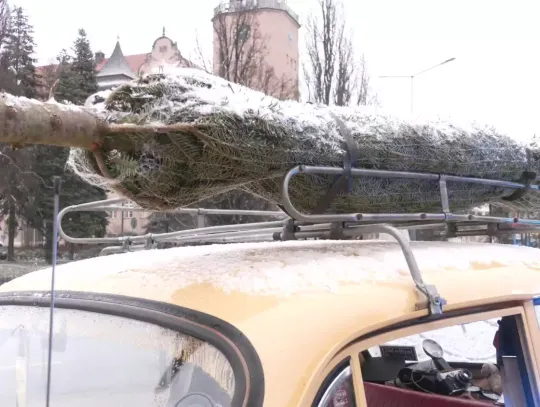 Jak bezpiecznie przewieźć choinkę? [WIDEO]
