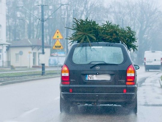 Jak bezpiecznie przewieźć choinkę? Policja odpowiada Jak bezpiecznie przewieźć choinkę? Policja odpowiada