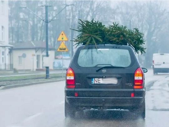 Jak przewieźć choinkę do domu i nie dostać mandatu? Jak przewieźć choinkę do domu i nie dostać mandatu?