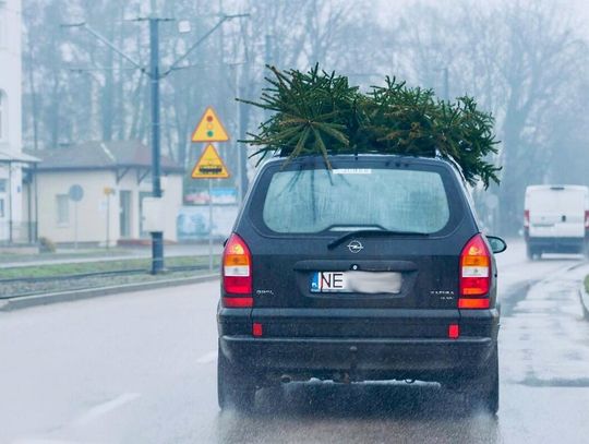 Jak przewieźć choinkę do domu i nie dostać mandatu?