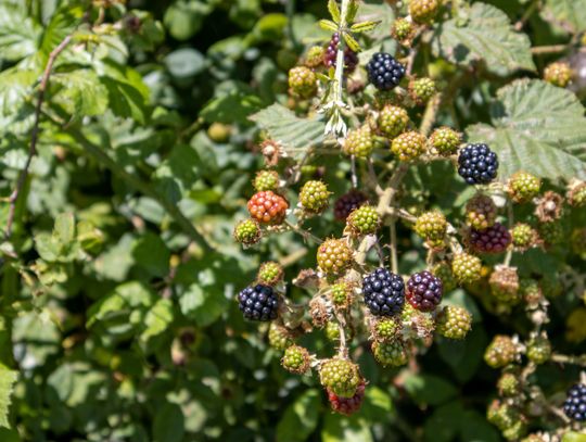 Jak zaplanować przydomowy ogród: od własnych plonów po dekoracyjne rabaty