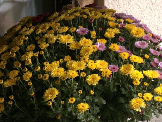 Jakie kwiaty na groby? Rozmawiamy z elbląską kwiaciarnią