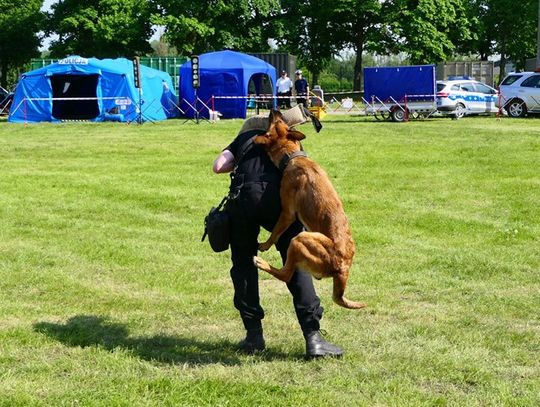 Już w piątek w Elblągu pokaz psów służbowych, musztry paradnej i wiele innych 