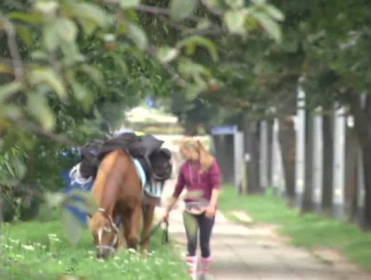 Konno do Elbląga z.. Warszawy 