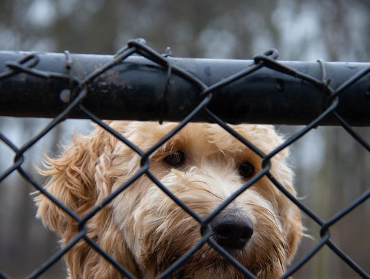Kontrola schroniska w Elblągu i całym województwie Kontrola schroniska w Elblągu i całym województwie