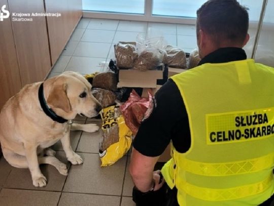 Kontrole w dwóch firmach kurierskich na terenie Elbląga. "Policyjny nos nie zawiódł"