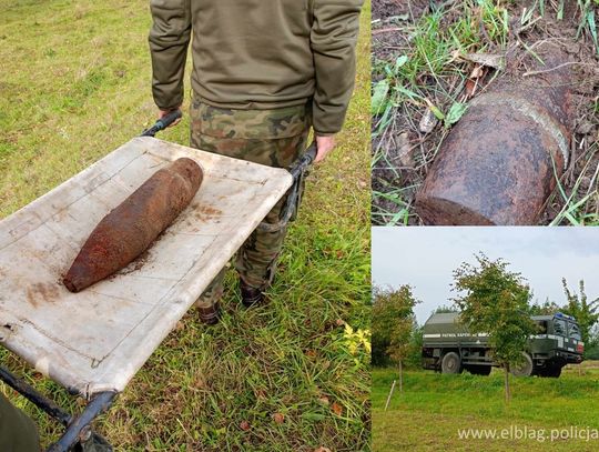 Krowa na pastwisku wykopała niebezpieczne znalezisko